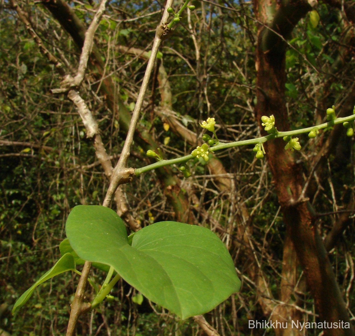 Tinospora cordifolia (Willd.) Hook.f. & Thomson